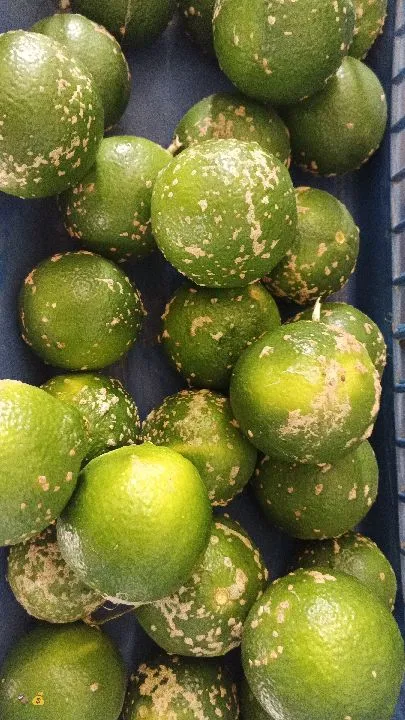 Limon Mandarina
