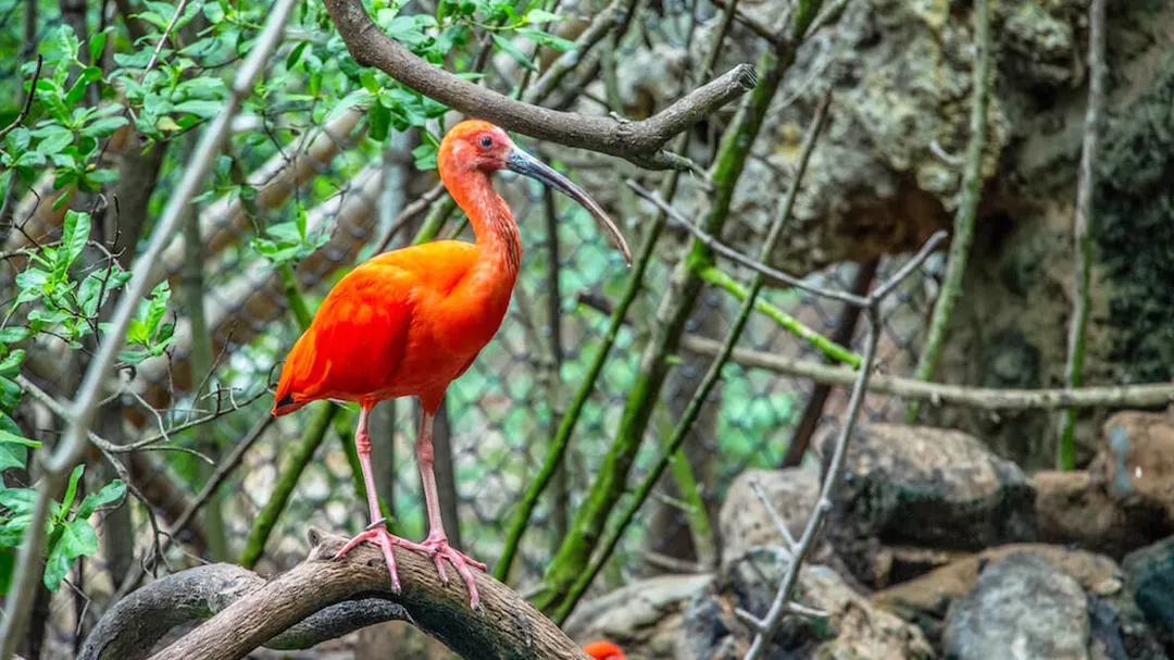 MANGLARES DE LA BOQUILLA