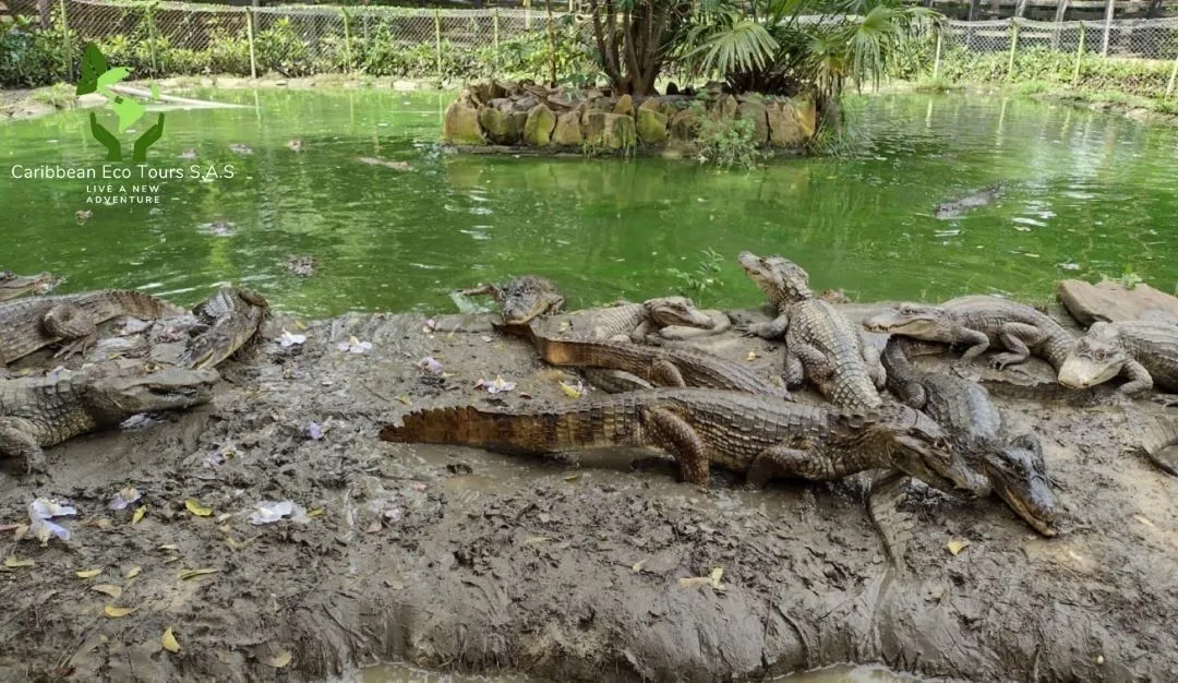 VIVARIUM Y TAKURICA