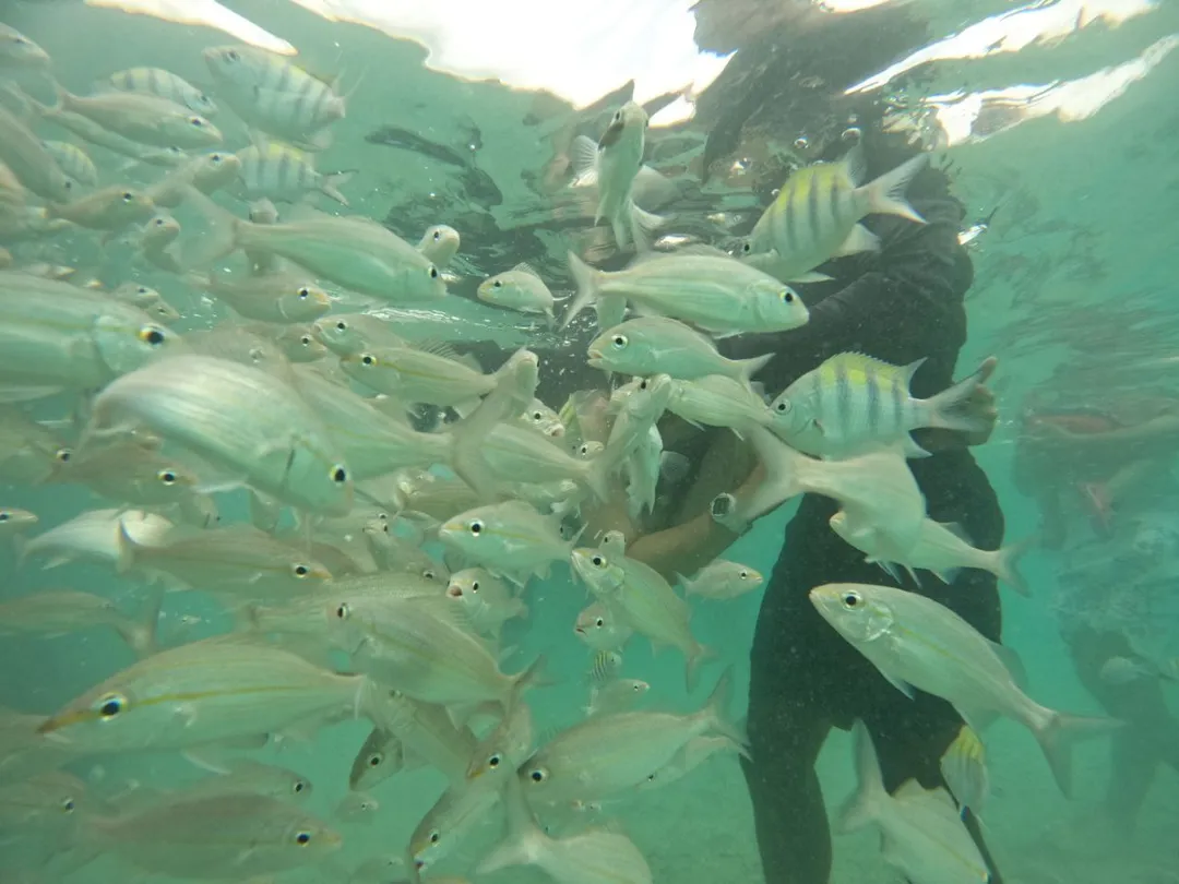 GERONIMO BEACH CLUB + SNORKEL