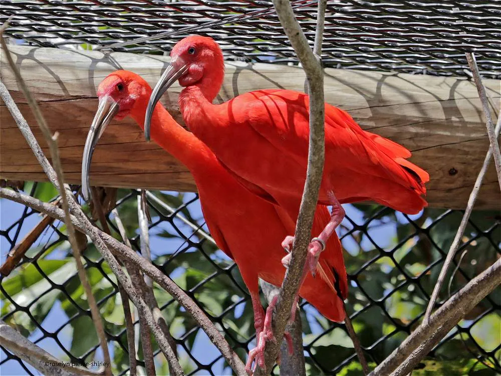 PLAYA BLANCA + AVIARIO